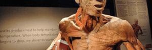 Human anatomy exhibit showcasing muscles and organs.